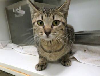 Domestic Short Hair Cats Available for Adoption in Oklahoma City, Oklahoma - A473575 | PetCurious