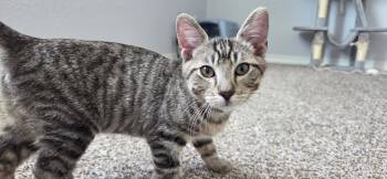 Wanderlust -  Domestic Short Hair Cat for Adoption in Colorado Springs, Colorado - Wanderlust | PetCurious