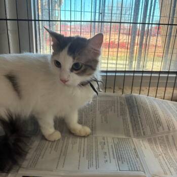 Domestic Long Hair Cats Available for Adoption - Stacy | PetCurious