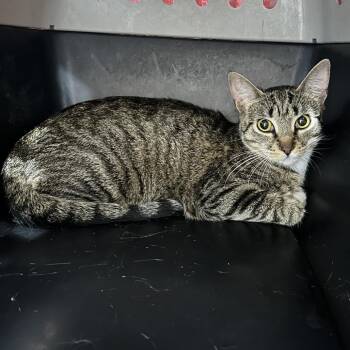 Little Mama -  Domestic Short Hair Cat for Adoption in Newark, New Jersey - Little Mama | PetCurious