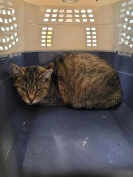 Tabby -  Domestic Short Hair Cat for Adoption in Montreal, Quebec - Tabby | PetCurious