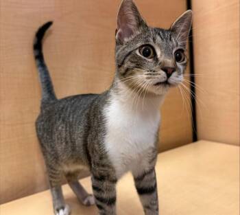 CAYENNE -  Domestic Short Hair Cat for Adoption in Brentwood, Missouri - CAYENNE | PetCurious