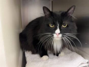 KITTY -  Domestic Long Hair Cat for Adoption in Colorado Springs, Colorado - KITTY | PetCurious