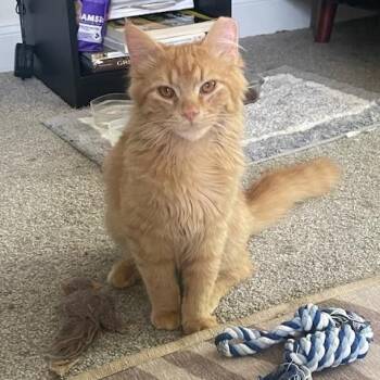Domestic Medium Hair Cats Available for Adoption in Sanford, North Carolina - Blaze | PetCurious