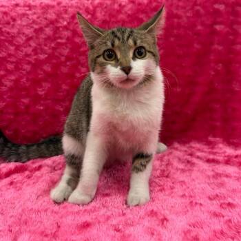 Rem -  Domestic Short Hair Cat for Adoption in Raleigh, North Carolina - Rem | PetCurious