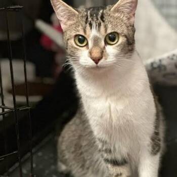 Domestic Short Hair Cats Available for Adoption in Charlottesville, Virginia - Easter Basket | PetCurious