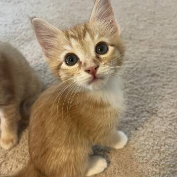 Domestic Short Hair Cats Available for Adoption - Pumpkin In Burke, VA | PetCurious