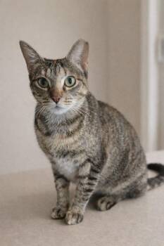Domestic Short Hair Cats Available for Adoption - Katie | PetCurious