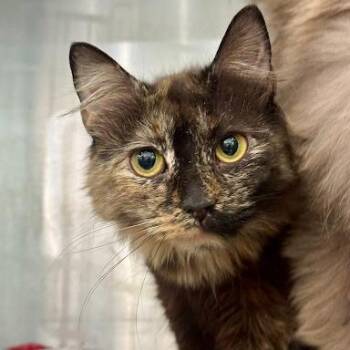 Darling -  American Shorthair Cat for Adoption in Bethel, Connecticut - Darling | PetCurious