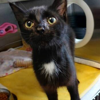 Candy Land -  Domestic Short Hair Cat for Adoption in West Olive, Michigan - Candy Land | PetCurious