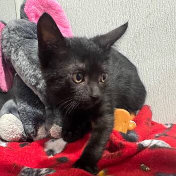 Nova -  Domestic Short Hair Cat for Adoption in Tampa, Florida - Nova | PetCurious