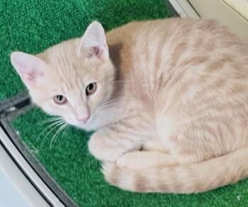 Brad -  Domestic Short Hair and Tabby Cat Available for Adoption in Frisco, Texas - Brad | PetCurious