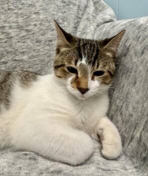 Rescue Domestic Short Hair Cats for Adoption in Allegan, Michigan - Maximus Prime * | PetCurious