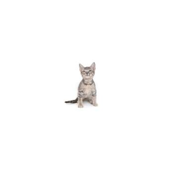 Sunny -  Domestic Short Hair Cat for Adoption in Los Angeles, California - Sunny | PetCurious