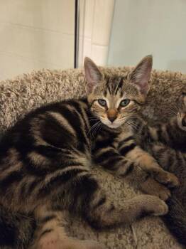Cider -  Domestic Short Hair Cat for Adoption in Ferndale, Michigan - Cider | PetCurious