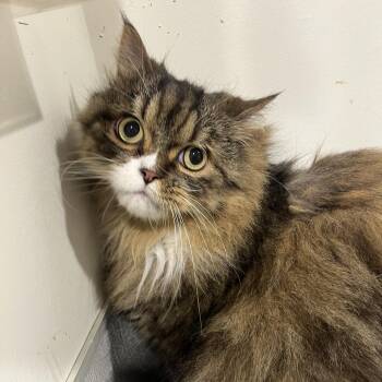 Domestic Long Hair Cats Available for Adoption in Tampa, Florida - Tiny Tim | PetCurious