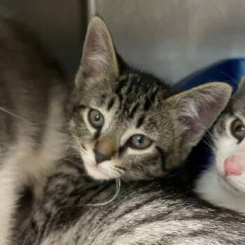 Domestic Short Hair Cats Available for Adoption in Flagstaff, Arizona - Denver | PetCurious
