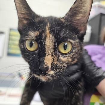 Monarch -  Domestic Short Hair Cat for Adoption in Evansville, Indiana - Monarch | PetCurious