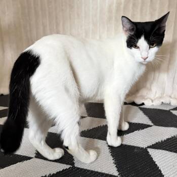 Penny -  Domestic Short Hair Cat for Adoption in Hattiesburg, Mississippi - Penny | PetCurious