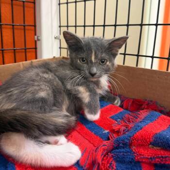 Nonna -  Domestic Short Hair Cat for Adoption in Westminster, California - Nonna | PetCurious