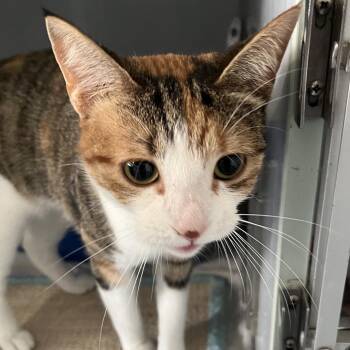 Domestic Short Hair Cats Available for Adoption - Clea | PetCurious