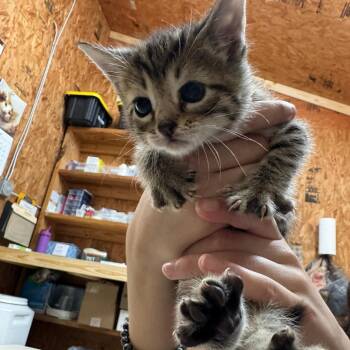 Zeppelin -  Domestic Short Hair Cat for Adoption in Blairsville, Georgia - Zeppelin | PetCurious