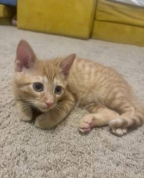 Tabby Cats Available for Adoption - Rosco | PetCurious