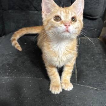 Domestic Short Hair Cats Available for Adoption - Blanche | PetCurious