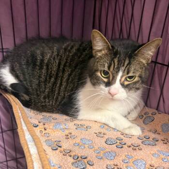 Howie -  Domestic Short Hair Cat for Adoption in Normal, Illinois - Howie | PetCurious