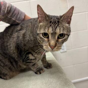 Domestic Short Hair Cats Available for Adoption in Murray, Utah - Meaux (Mo) | PetCurious