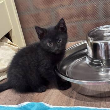 Bailey -  Domestic Short Hair Cat for Adoption in Johnson City, Tennessee - Bailey | PetCurious