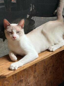 Stevie -  Siamese and Domestic Short Hair Cat for Adoption in New Braunfels, Texas - Stevie | PetCurious