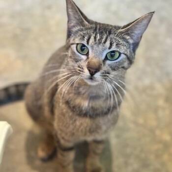 Domestic Short Hair Cats Available for Adoption in Huntsville, Alabama - Penny | PetCurious