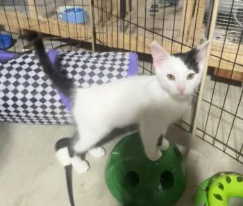 Roo -  Domestic Short Hair Cat for Adoption in Walled Lake, Michigan - Roo | PetCurious