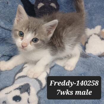 Domestic Short Hair Cats Available for Adoption in New Tazewell, Tennessee - Freddy | PetCurious