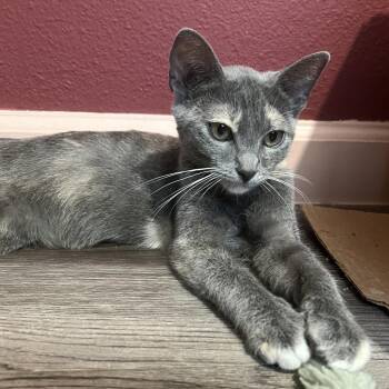 Crackle -  Domestic Short Hair Cat for Adoption in Long Beach, California - Crackle | PetCurious