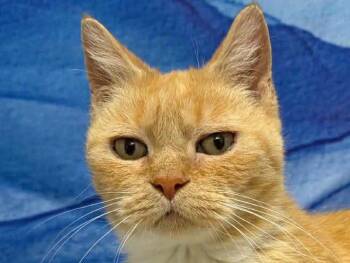 Gretel -  Tabby and Domestic Short Hair Cat for Adoption in Republic, Washington - Gretel | PetCurious
