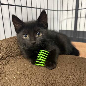 Domestic Short Hair Cats Available for Adoption in Chaska, Minnesota - Alizarin | PetCurious