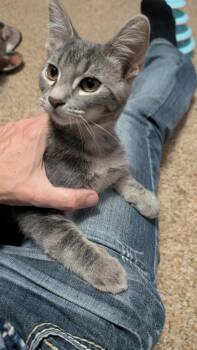 Silco -  Domestic Short Hair Cat for Adoption in Farmington, Minnesota - Silco | PetCurious
