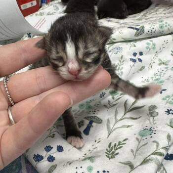 Domestic Medium Hair Cats Available for Adoption in Edwardsville, Illinois - Titi | PetCurious