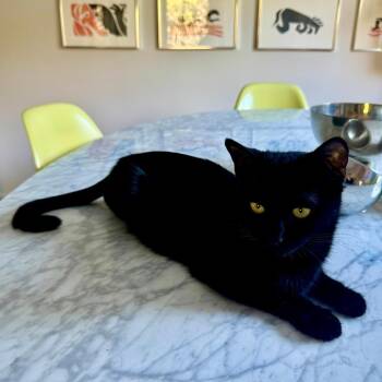 Domestic Short Hair Cats Available for Adoption - Queen Coral | PetCurious