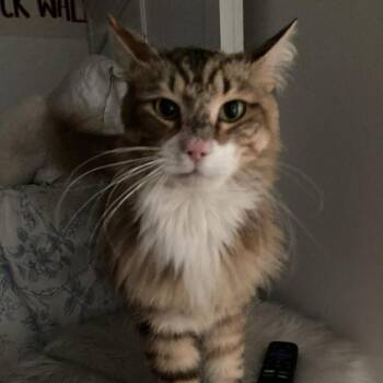 Sweet Pea -  Domestic Medium Hair Cat for Adoption in Tampa, Florida - Sweet Pea | PetCurious
