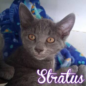 Domestic Short Hair Cats Available for Adoption - Stratus | PetCurious