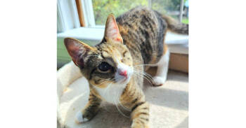 Rescue Domestic Short Hair Cats for Adoption in Harpers Ferry, West Virginia - Rose | PetCurious