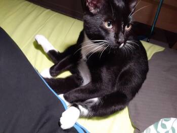 Banjo -  Domestic Short Hair Cat for Adoption in Montreal, Quebec - Banjo | PetCurious