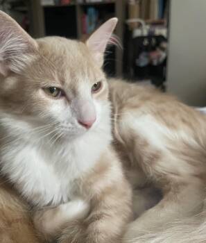Teddy -  Domestic Medium Hair Cat for Adoption in Glendale, Arizona - Teddy | PetCurious