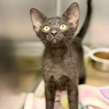 Oogie Boogie -  Domestic Short Hair Cat for Adoption in Jackson Township, New Jersey - Oogie Boogie | PetCurious