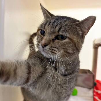 Veronica -  Domestic Short Hair Cat for Adoption in Harrisonburg, Virginia - Veronica | PetCurious