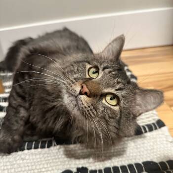 Rescue Domestic Long Hair Cats for Adoption in Gibsonia, Pennsylvania - Brutus | PetCurious