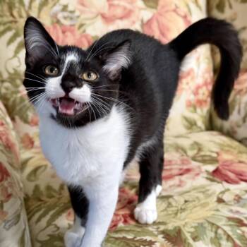 Westley -  Domestic Short Hair Cat for Adoption in Medina, Ohio - Westley | PetCurious